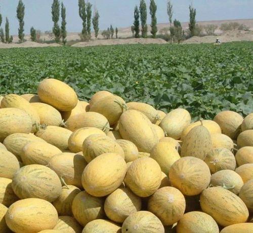 吃哈密瓜头像,探寻瓜界网红的甜蜜魅力