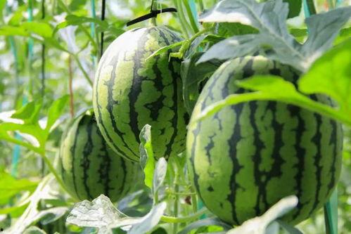 吃瓜网在线吃瓜免费观看