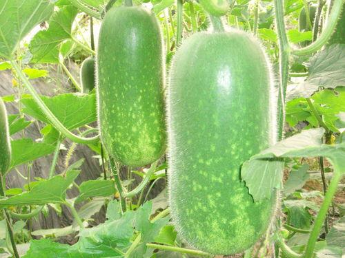 搞笑吃瓜模板大全,让你笑到肚子疼