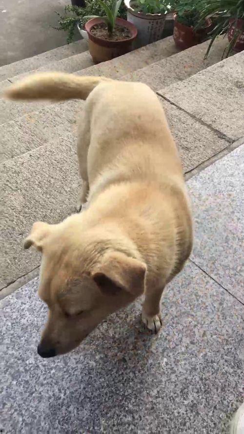 阿柴狗吃瓜,阿柴狗的瓜田奇遇记