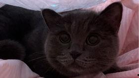 小懒猫吃瓜,揭秘娱乐圈那些不为人知的幕后故事