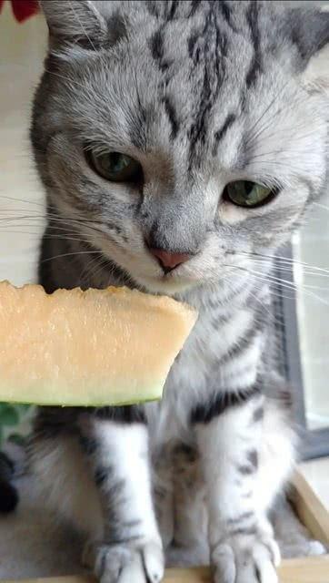 猫吃瓜打架,猫界瓜田风云录