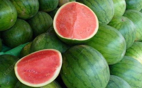 吃瓜会咳嗽吗,揭秘瓜果与呼吸道健康的微妙关系