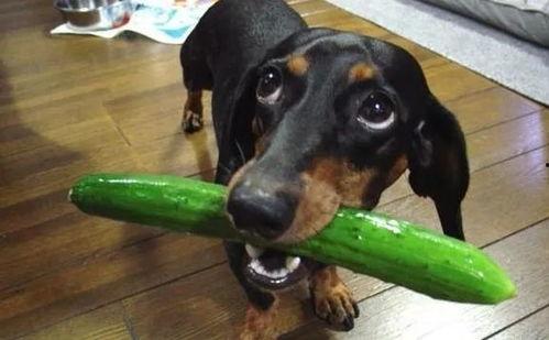 吃瓜胖狗,揭秘娱乐圈的“瓜田”趣事