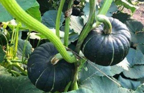 小瓜怎么调着吃,解锁夏日美味新境界