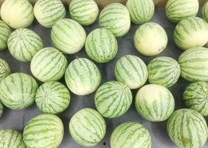 不想吃瓜怎么吃,探索健康饮食新方式